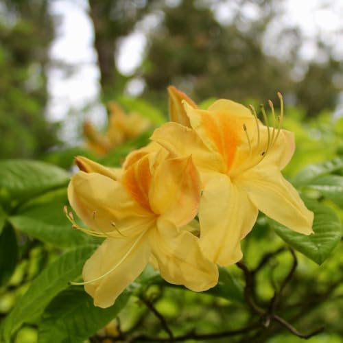 Rhododendron 'Golden Sunset' (Azalea Group) - Profusion of Orange and Yellow Flowers - RHS AGM Winner - Ideal for Shaded Acid Borders - 1X 7 Litre Pot by Thompson and Morgan