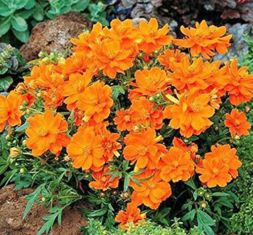 TRTO Flower - Dwarf Cosmos - Orange Carpet - 120 Seeds - Cosmos Bipinnatus for Planting Garden Yard Patio and Useful for Gifts (120 Seeds)