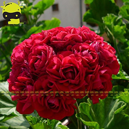 Fleur De Pommier Rouge Géante, Bouton De Rose, Pélargonium, Géranium, Graines De Fleurs, Plantation De Jardin À Domicile