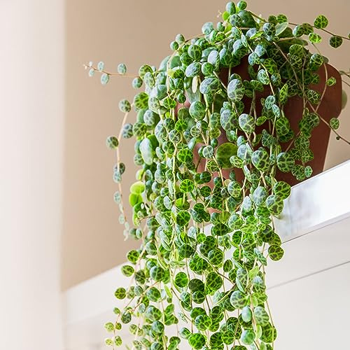 Peperomia Prostrata (String of Turtles) – Trailing Tortoiseshell Foliage Plant in Hanging Pot, Indoor Houseplant, Tender Perennial, 14cm Hanging Basket x2, by Thompson & Morgan