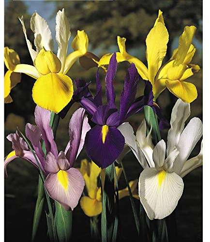 Iris Bulbs Dutch Mixed Beautiful Colourful Flowers Purple, White and Yellow Blooms Perfect for Beds, Borders and Containers Lovely Cut Flower 100 x Iris Bulbs by Thompson and Morgan