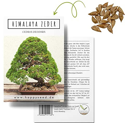 Einzigartige Bonsai Samen mit hoher Keimrate - Pflanzen Samen Set für deinen eigenen Bonsai Baum (1x Himalaya Zeder)