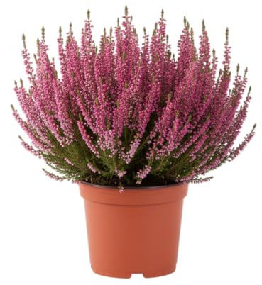 DECOALIVE Calluna (Brezo) Planta Natural Frescura y Decoración Atemporal