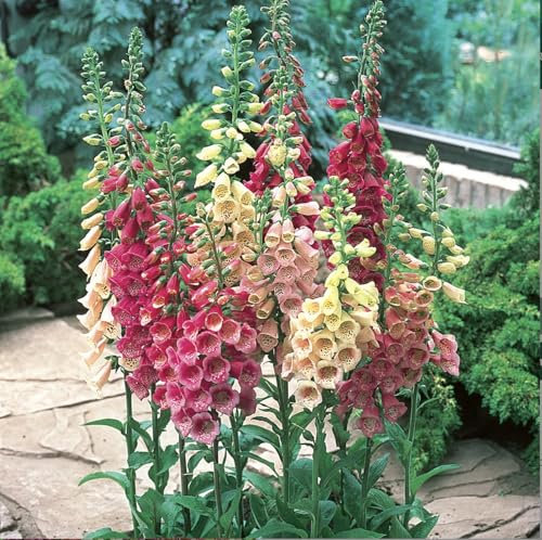 Foxglove Digitalis Mixed Colour x 6 Perennial Plug Plants Cut Flower Garden Ready