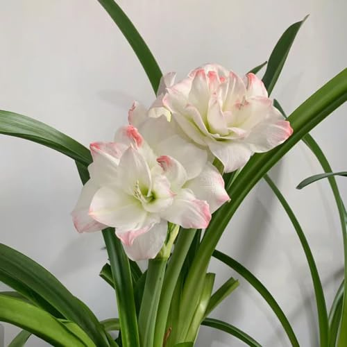 Amaryllis mehrjährig frühlingsblüher schmetterlingsblume 5zwiebeln