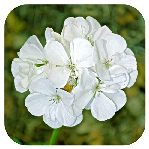 Geranium Horizon F1 White Pelargonium Large Plug Plants x 6.