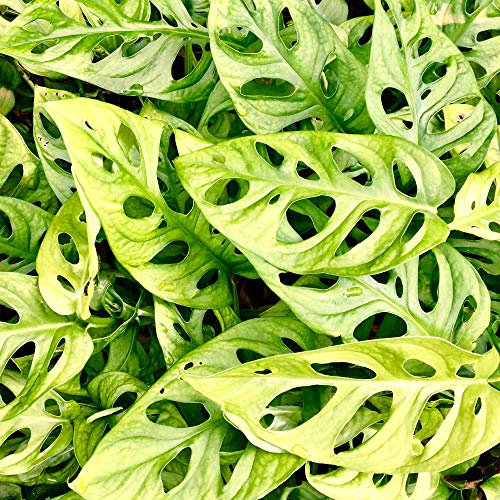 20-30cm getopfte Monstera obliqua Affenblatt innen Luftreiniger Hauspflanze Grün