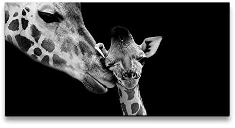 Paul Sinus Leinwandbild 120x60cm Giraffen Baby Schwarz Weiß Tierfotografie Lieblich