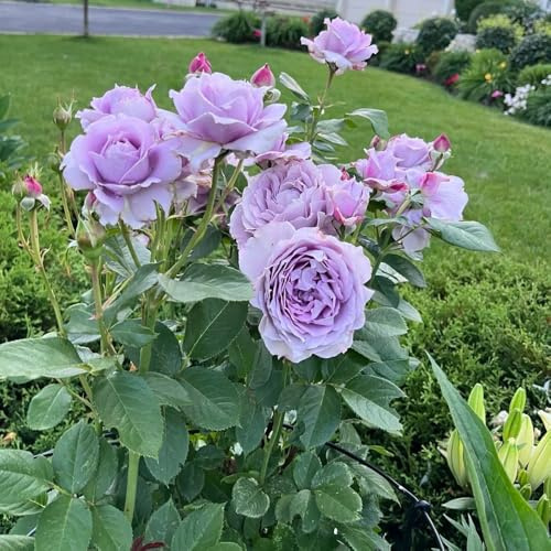 semillas de rosas - exterior trepadoras resistentes primavera Variedades antiguas 200pcs