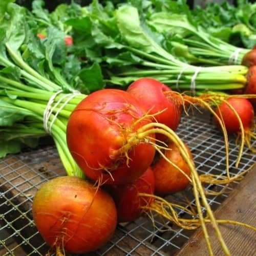 100 piezas de semillas vegetales de remolacha naranja