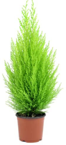Conifer Tree- Italian Cypress Plant- Outdoor Plant 8 x Cupressus Plants in 10.5cm Pots
