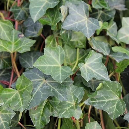 Irischer Efeu - Hedera hibernica - 50-60 cm Topf - Robuste Kletterpflanze für Garten und Zaun