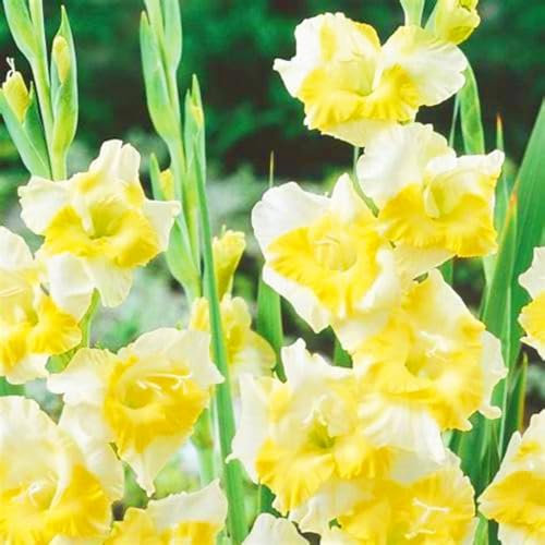 Rare Gladiolus Best Decoration Gladiolus Bulbs Wedding Flowers/Cut Flowers/Plant Bulbs-5bulbs-a