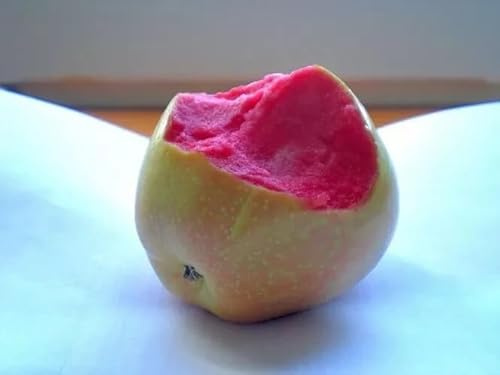 Malus domestica cultivar -Pink Pearl - Frutti di mela rosa 10 semi freschi