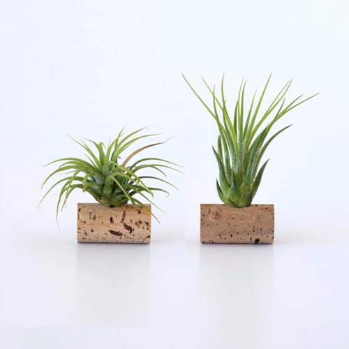Life in a bag Plantas de Aire Colgantes. Tillandsias fijados a un tapón de Corcho y con Ventosa. Plantas de Interior Naturales para decoración de Paredes (2, Ionantha Scaposa y Ionantha Green)