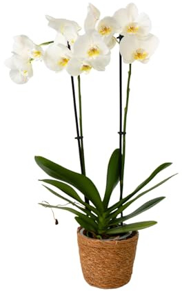 Plant in a Box - Orquídea mariposa - Phalaenopsis en cesta decorativa - Altura 50-60cm - Maceta 12cm - Planta de interior con flor - Apta para gatos