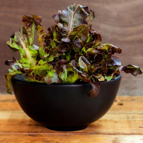 salat pflücksalat exotische winterhart, gartendeko für draußen salatsamen bio 200pcs