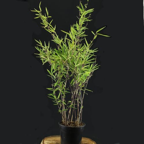 Fargesia nitida 'Black Pearl' von Intragarten - schwarzer Schirmbambus im Topf