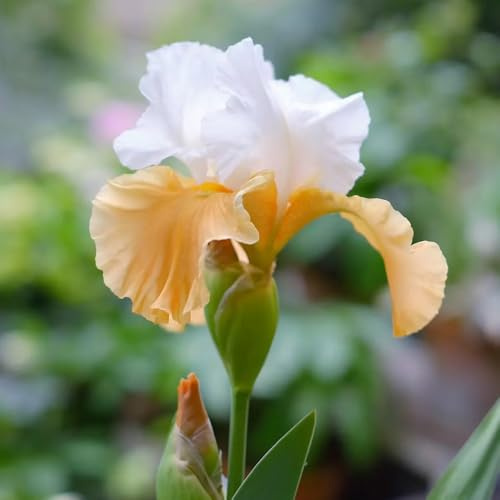 7 Pcs Schwertlilien Zwiebeln Winterhart Mehrjährig - Flowers Decoration, Zimmerpflanzen Iris Pflanzen Knollen Kaufen, Blumen Pflanzen, Gartenblumen Blumen Zwiebeln, Minigarten Blühwiese