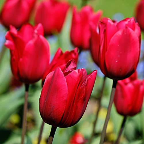 20 x Tulip Triumph Red – Spring Flowering Bulbs – Bright Red Blooms – Look Alike Peonies – Perennials – for Your Beautiful Garden