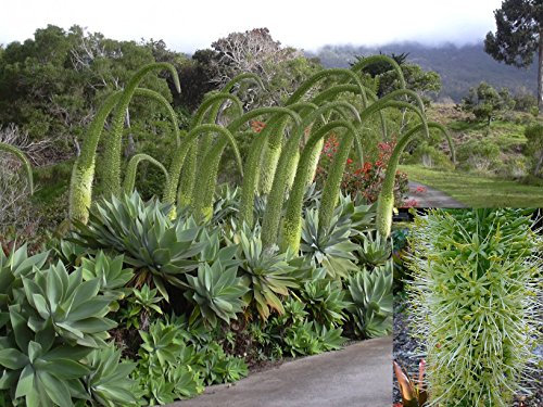 Agave attenuata * beautiful del collo di cigno * Insolito coda del Leone * 20 halbfrisch