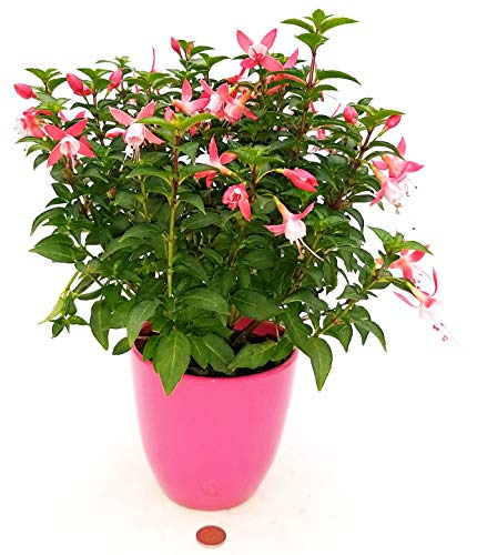POWERS TO FLOWERS - FUCSIA ROSA INTENSO IN VASO CERAMICA FUCSIA, pianta vera