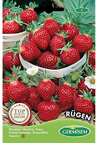 Germisem Erdbeere RÜGEN