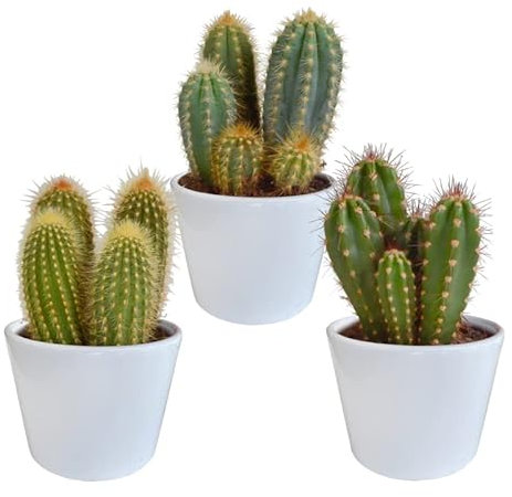 Cactus | Mezcla de Cactus en Columna en Maceta de cerámica Blanca | 3 Piezas | Varias variedades | Ø 13 cm | 18-23 cm | en Maceta a Juego | Plantas de Interior de fácil Cuidado