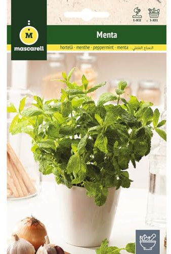 Mascarell Graines, menthe, graines d'herbes aromatiques à planter, créez votre propre potager à la maison, 0,2 g
