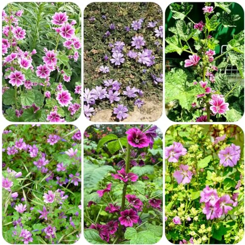 semi di malva d'appartamento rare primaverili, resistenti in vaso rampicanti, giardino roccioso balcone recisi per l' di semi 225semi