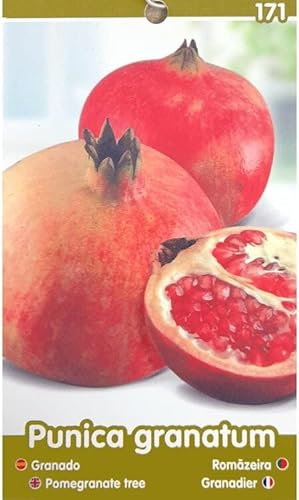 Garden Center Shop | Granado Mollar M25 100 cm | Árbol frutal de granadas dulces Mollar de Elche | Floración ornamental y fruto sabroso | Ideal para huertos y jardines mediterráneos