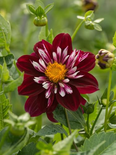Dahlie Night Butterfly | 3 Stück | Knolle | Schnittblume | Rot | Schwarz | 100% Blütegarantie | QFB Gardening