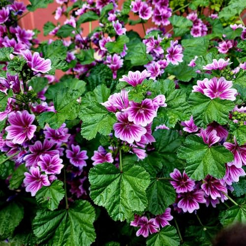 semi di malva selvatica in vaso da aiuola vere esotiche, rampicanti resistenti estremamente esterno aiuola rialzata balcone 750pcs