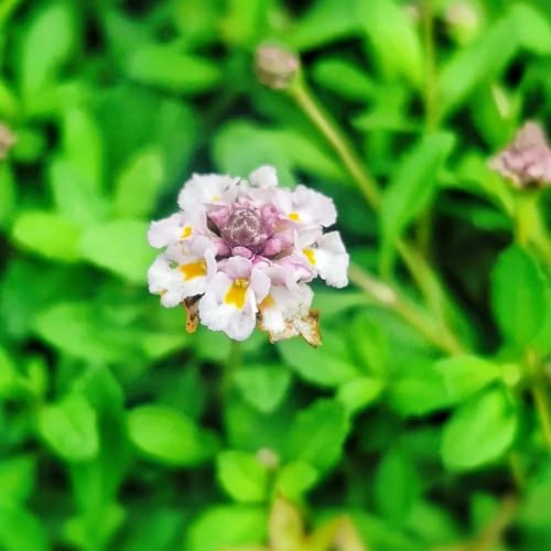vna velenifera strisciante giardino aromatico sul balcone, autunnali interno di selvatiche semi rari di aromatiche decorative giardino 100semi