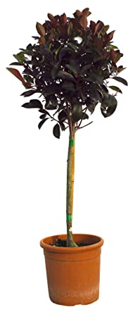 Kentis - Photinia × Fraseri Red Robin ad Alberello - Piante da Esterni Sempreverdi - Fotinia Pianta da Giardino Perenne - H 80-100 cm Vaso Ø 22 cm Minifusto