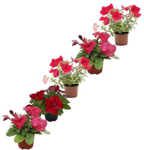 Petunia Pack de 5 Plantas Naturales para Terraza y Jardín