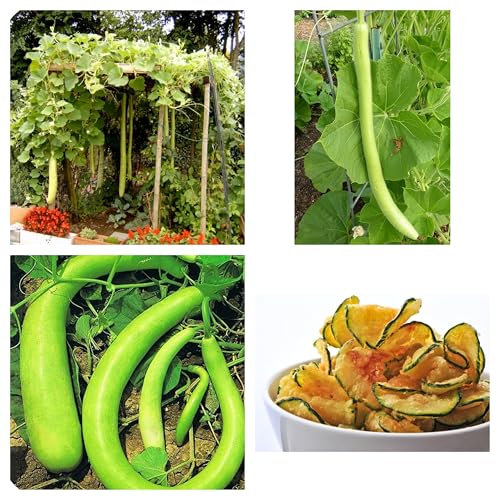 Semi zucca Serpente Siciliana, Varietà Tradizionale per Orto, Lagenaria siceraria cucuzza, Confezione da 15 Semi, Sicilian Snake Pumpkin Seeds