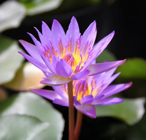 WASSERPFLANZEN WOLFF - tropische Seerose im PFLANZKORB - Nymphaea, blau-violett - fix und fertig im PFLANZKORB - TOPP-RARITÄT -