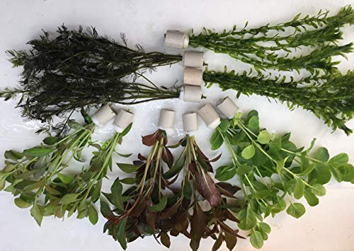 Teichpflanzen Set 10 Bunde Wasserpflanze Teichpflanze Algenprophylaxe Aquarium