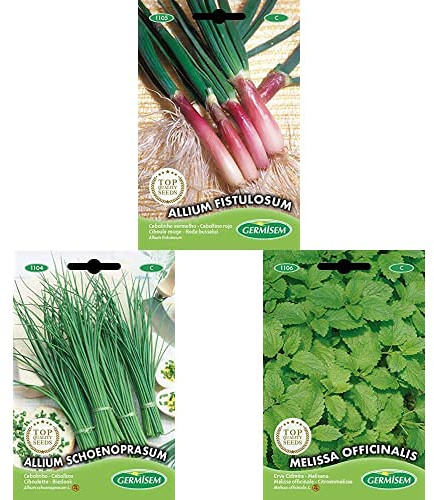 Germisem Allium Schoenoprasum Graines de Ciboulette+ graines Ciboule rouge ALLIUM FISTULOSUM+Mélisse officinale