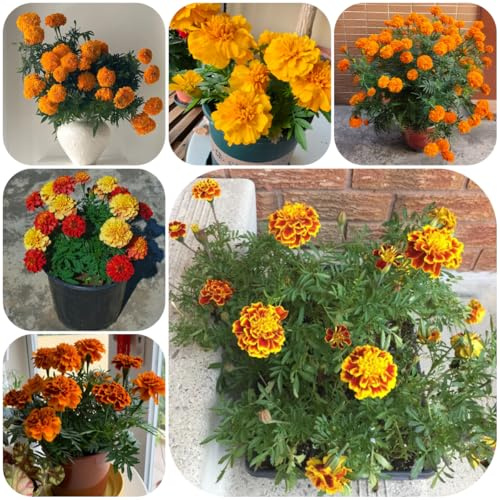 semillas de caléndula orgánicas - tagetes - silvestres, balcón, cortadas de caléndula de caléndula, 300pcs
