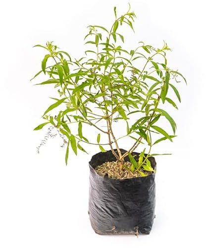 Hierba Luisa Árbol Natural de Crecimiento Rápido