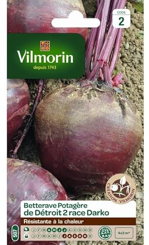 Betterave de Détroit 2 race Darko