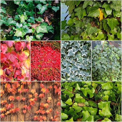 semillas de hiedra sostenible de bonsái interior jardín rápido crecimiento, interior fácil cultivo medicinales perenne 50pcs