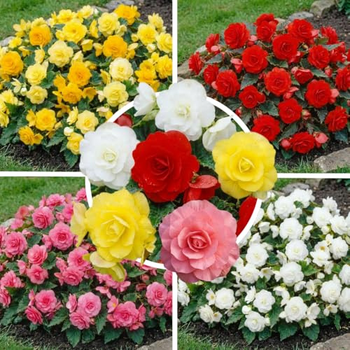 FLORIUM Colección Cascade colgante de begonias multicolor, mezcla de 5 tubérculos de begonia de Holanda, begonias grandes reales (sin semillas y no artificiales)