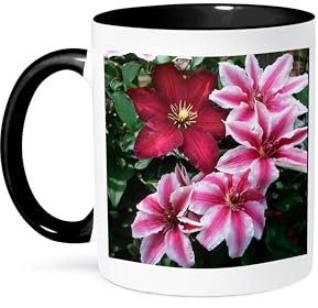 3dRose Carnaby and Niobe Clematis on trellis, Marion County, Illinois 11oz Two-Tone Black Mug