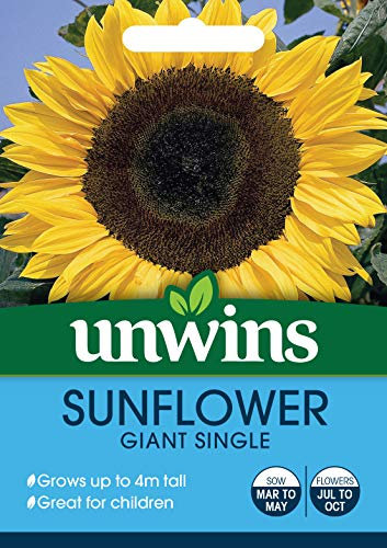 Unwins 30210649 Sunflower Giant Single Seeds, Clear