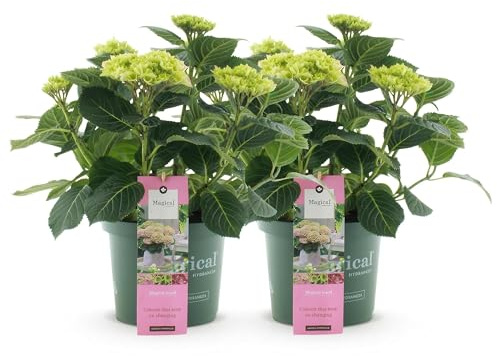 Hortensie Magical Jewel Pink – Rosa – 2 Pflanzen – Hydrangea macrophylla – 23 cm – Ca. 55 cm hoch – 6–10 Blüten – Blühfreudig & pflegeleicht