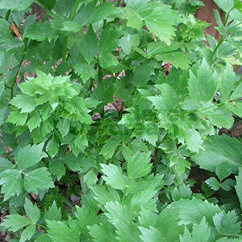 Lovage Common - 1 Plant - Garden Kitchen Herb for Cooking Planters Pot