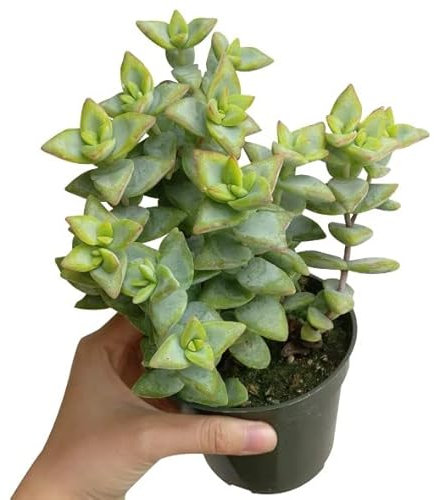 Suculenta Natural Crassula Perforata Planta Originaria de Sudáfrica